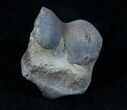 Theropod Dinosaur Toe Bone - Two Medicine Formation #3841-3